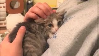 A stray kitten was terrified of everyone and everything and just wanted to hide