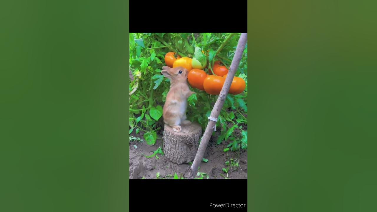 Saturday Saturday | Badshah and Indeep Bakshi#shorts#animals#satisfying#love#rabbit#cute#eating#new Saturday Saturday | Badshah and Indeep Bakshi#shorts#animals#satisfying#love#rabbit#cute#eating#new