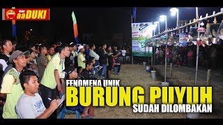 aaDUKI : FENOMENA Unik Burung PUYUH Sudah DILOMBAKAN