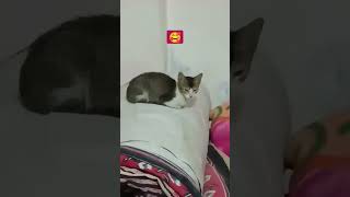 cute cat #shorts#cat#rest #blogs #viral 🥰
