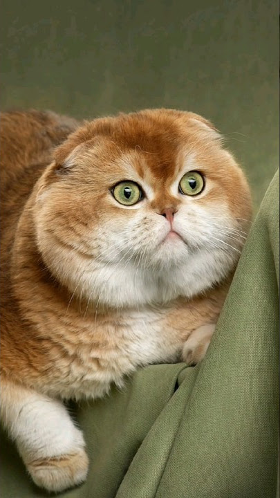 Kucing Lucu DJ Mapopo Syalala #kucing #cutecat