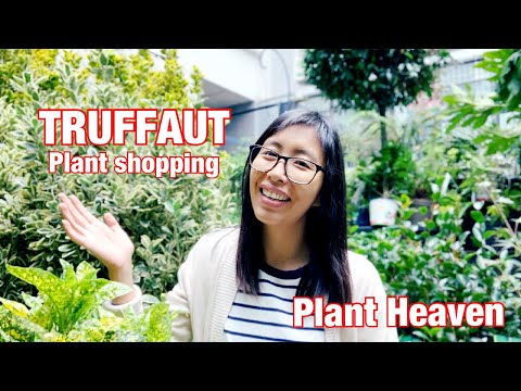 Video: Truffaut Francois: Tiểu Sử, Sự Nghiệp, Cuộc Sống Cá Nhân