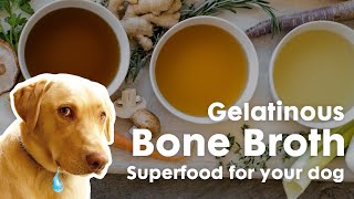 Gelatinous Bone Broth Recipe | Superfood For Your Dog