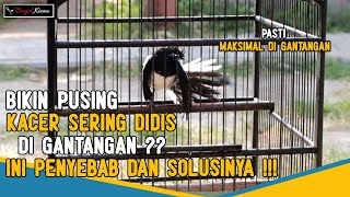 Penyebab Dan Solusi Burung Kacer Sering Didis Atau Nyisir Bulu Di Gantangan  Bonjol Kicau