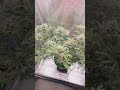Living Soil UpdatePapayton   Tag 83/33 🌸 | pH-Probleme &amp; Überschwemmung