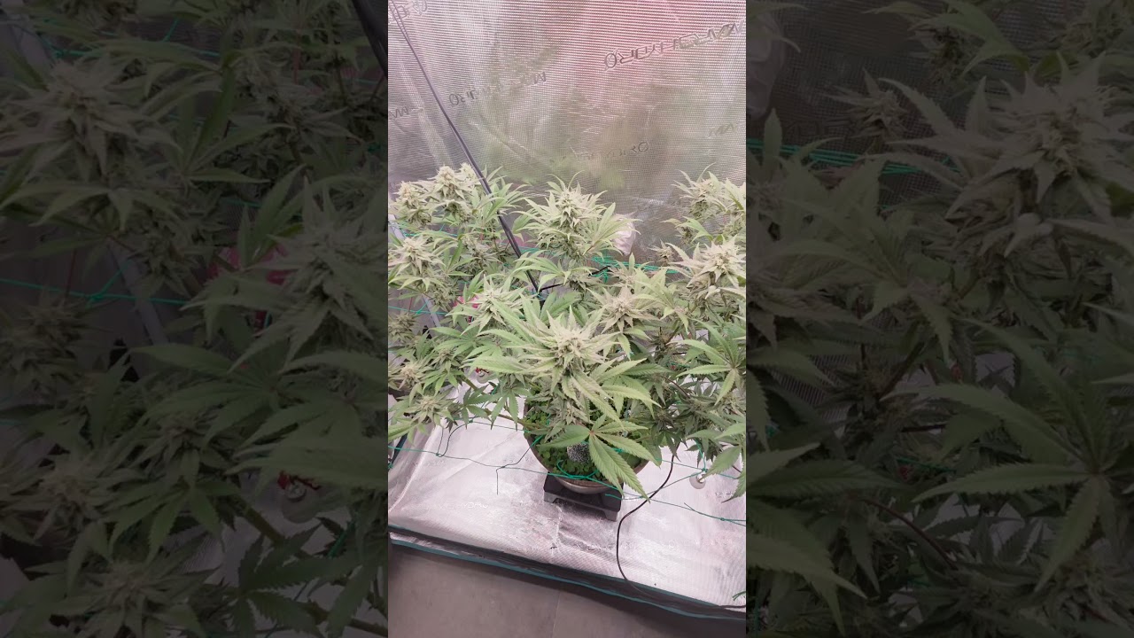 Living Soil UpdatePapayton   Tag 83/33 🌸 | pH-Probleme & Überschwemmung