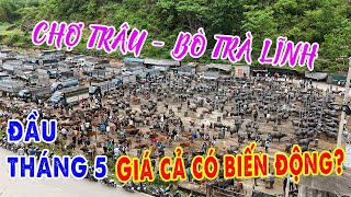 Tình Hình Giá Cả Chợ Trâu, Bò Trà Lĩnh Đầu Tháng 05/2024 | Ế Ẩm - Trăm Người Bán, Chục Người Mua