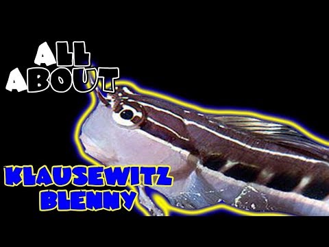 Video: Kaikki Blenny Fishista Ja Hoidosta Blennioid Care