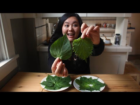 Videó: Mi az a Shiso gyógynövény: Tippek a perilla menta növények termesztéséhez