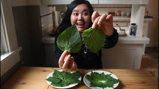 What&#39;s the difference between kkaennip and shiso?