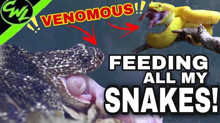 FEEDING ALL MY SNAKES!!! PT.1