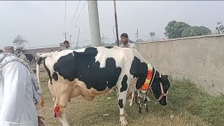 cow Mandi 2023 | cow Mandi 2024 | cow Mandi sheikhupura 2021 | cow Mandi sheikhupura latest update