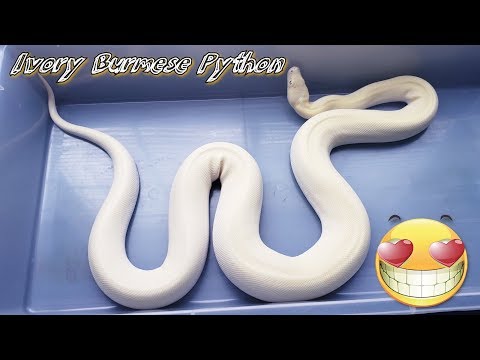 Ivory Burmese Python😍🐍