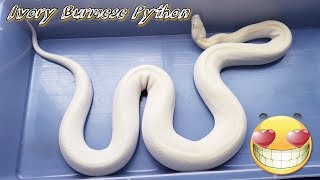 Ivory Burmese Python😍🐍