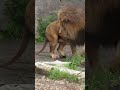 パパダメよ💛娘を追いかけるオリトをママは見逃しません🦁旭山動物園 #shorts