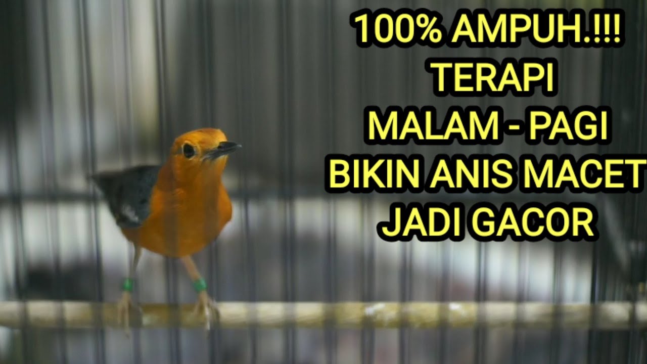 MASTERAN anis merah MALAM sampai PAGI agar cepat GACOR dan NGEPLONG