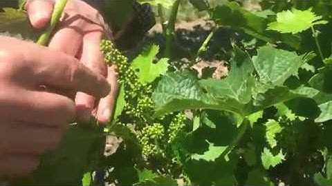 Exploring Flowering/Bloom in the Vineyards