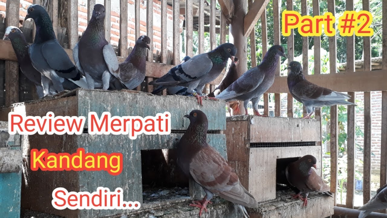 Review merpati kandang sendiri part (#2) 