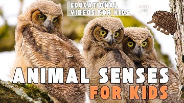 Animals for Kids | Senses, Behavior, Survival, Offspring | Educational Videos for Kids | Wiz World
