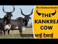 Kankrej ब्रीडर - जयराम भाई देसाई की गौशाला की यात्रा। Best kankarej cow video.👍