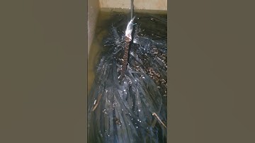 Theo tới cùng/rắn ri cá ăn mồi