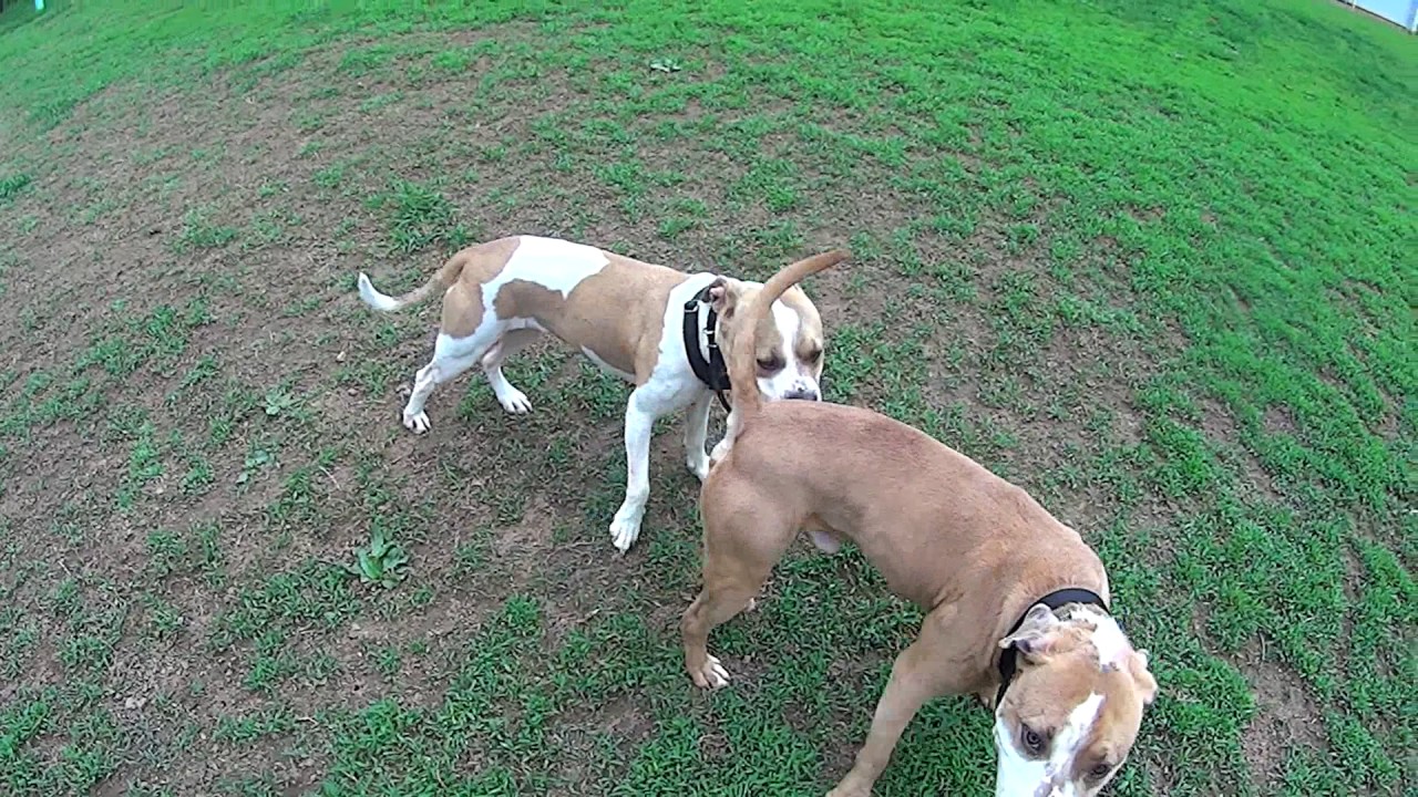 dog whisperer tips 