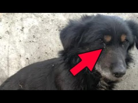 Видео: Как да се отнасяме към нараняване на лапата на кучето