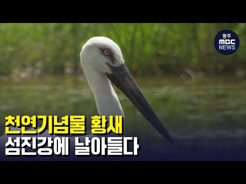 천연기념물 <strong>황새</strong>, 섬진강에 날아들다 (뉴스데스크 2022.10.11 광주MBC)