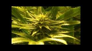 Trainwreck Day 34 Buds Shots
