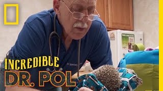 A Prickly Stinkuation | The Incredible Dr. Pol