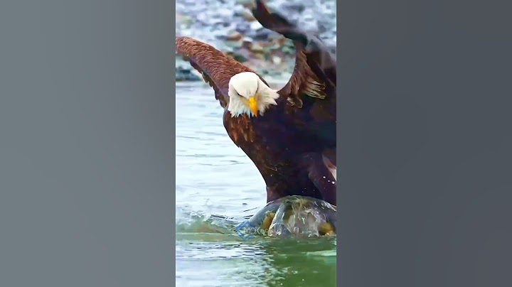 Eagle vs turtle Real life fight #eagles #turtle #attack #animals #fight #tiktok #shortsfeed #shorts