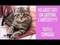 Ho adottato un gattino piccolo, e adesso??