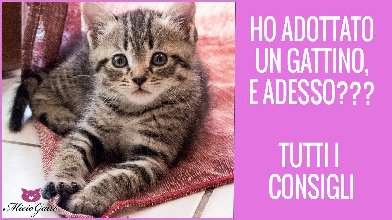 Ho adottato un gattino piccolo, e adesso??