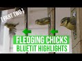 CHICKS FLEDGING (PART TWO) - ITS HAPPENING - HOW WILL THEY GET ON ? BLUETIT NESTING HIGHLIGHTS