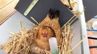 Broody hen bantam adopt and sits on eggs that aren't hers