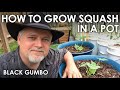 How to Grow Squash in Containers || Black Gumbo
