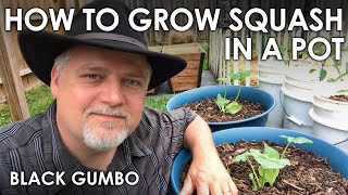 How to Grow Squash in Containers || Black Gumbo