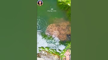 người dân vô tình phát hiện một sinh vật kỳ lạ dưới nước #thegioidongvat #shortvideo #hongngocreview