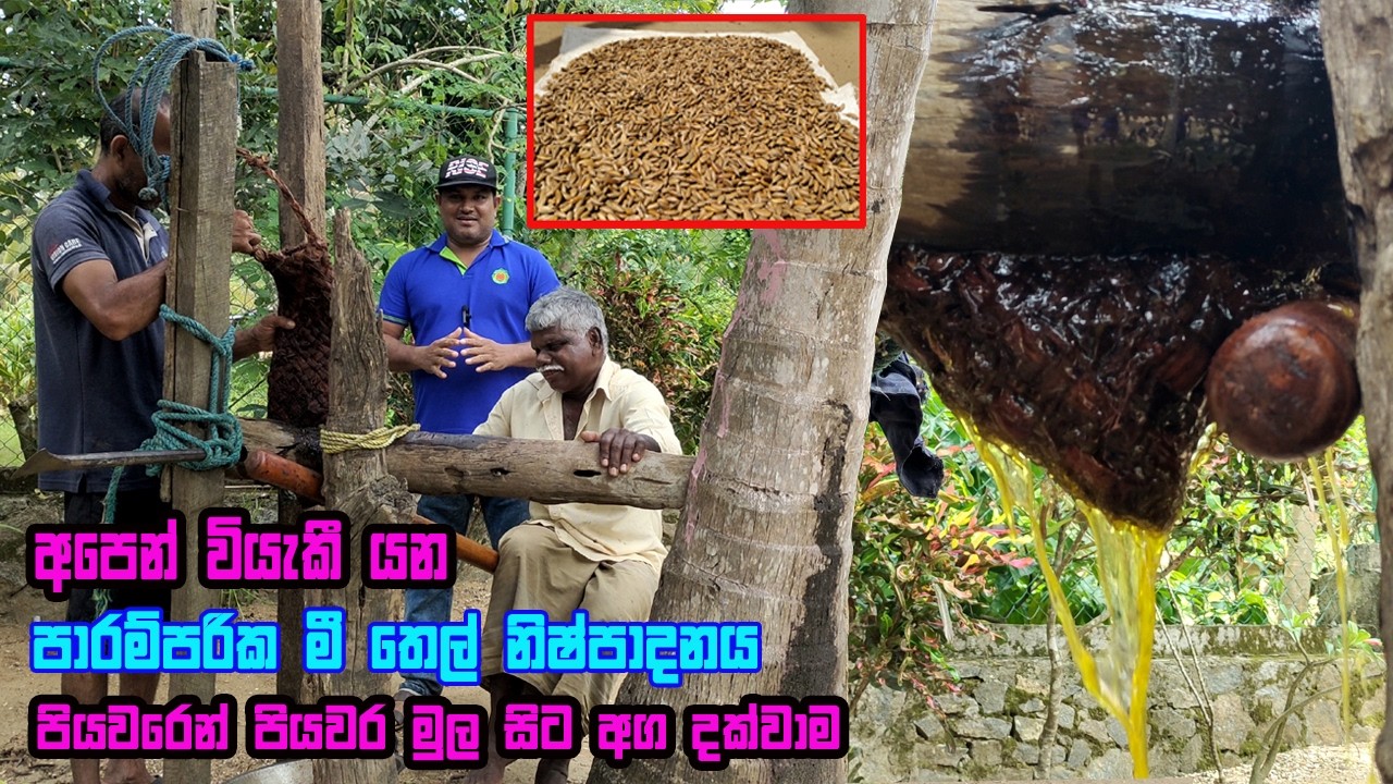 මී තෙල් හිදින හැටි මුල සිට සරළව Mee thel | How to make Madhuca longifolia oil  Mee thel nishpadanaya