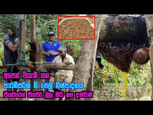 මී තෙල් හිදින හැටි මුල සිට සරළව | How to make Madhuca longifolia oil  |  Mee thel nishpadanaya