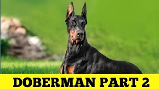 Doberman Complete Information Part 2 | తెలుగులో