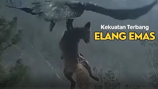 Elang emas membawa terbang rubah