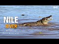 Nile river  wild africa    full episode  wildlife documentary in hindi