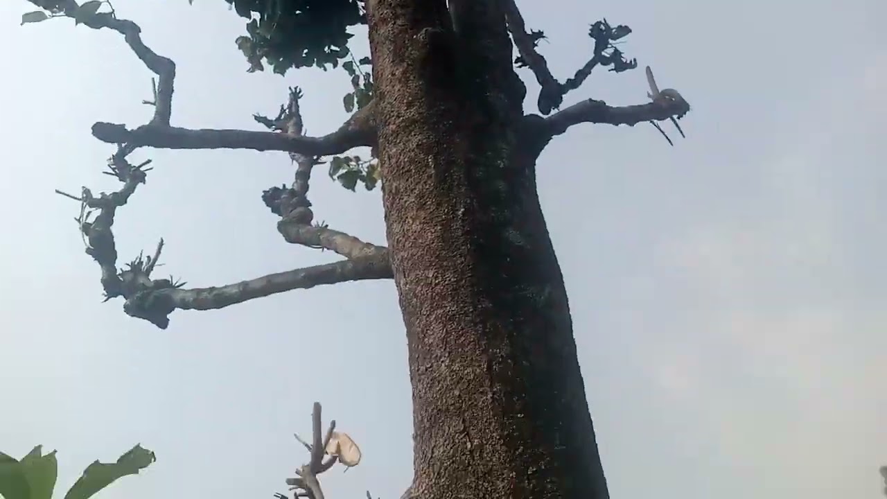 गाउँले जीवन घाँस दाउरा जरदै बितनेभाे💪⛈️