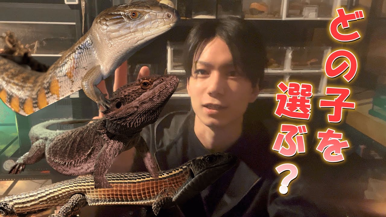 【御三家】初心者にオススメのトカゲ達を紹介します