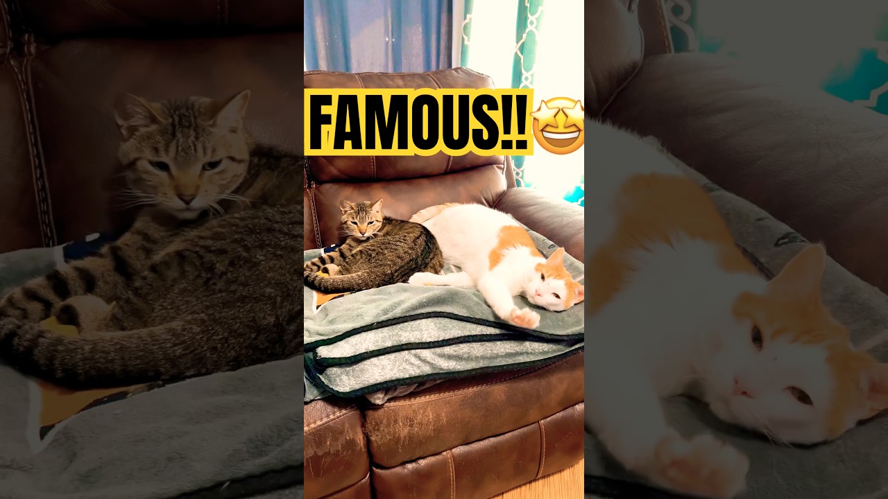 WOW it worked??!! 🙀WHATS GONNA MAKE YOU FAMOUS??! 