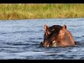 Hippo Attack Adventure