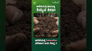 ಅಡಿಕೆಯಲ್ಲಿ Caterpillarಗೆ ಪರಿಹಾರವೇನು ಗೊತ್ತ..? | Inflorescence Caterpillar Control Kannada