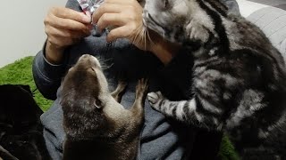 One day we went for a walk and a surprise gift was waiting [Otter life Day 193]【カワウソアティとにゃん先輩】
