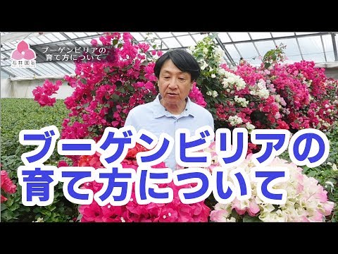 ブーゲンビリア専門の生産販売 石井園芸 育て方 入門編